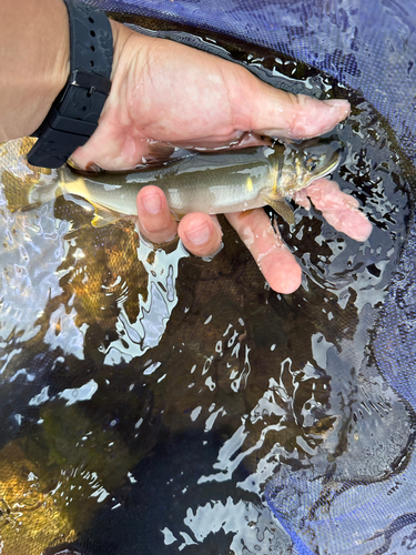 アユの釣果