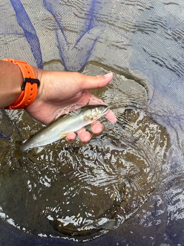 アユの釣果