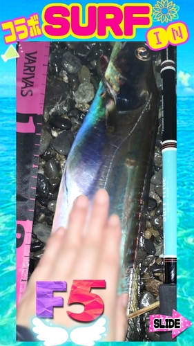 タチウオの釣果