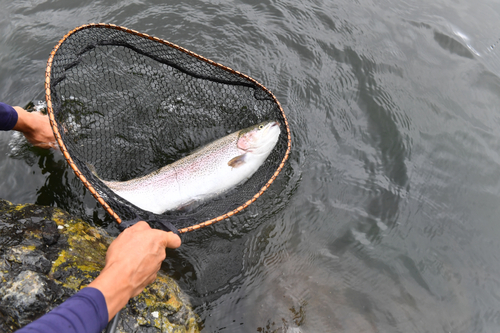 ニジマスの釣果