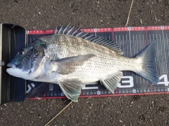 クロダイの釣果