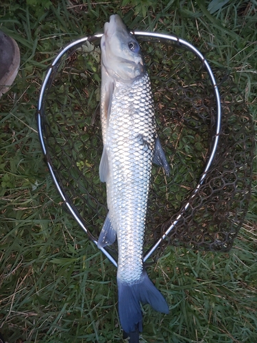 ニゴイの釣果