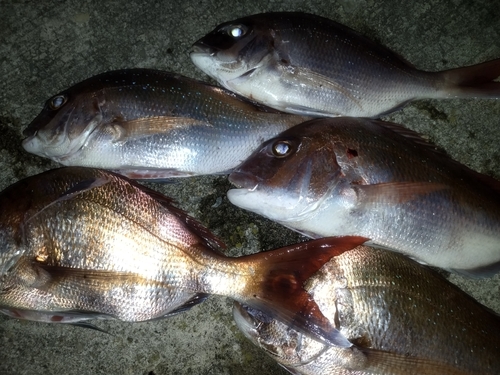 マダイの釣果