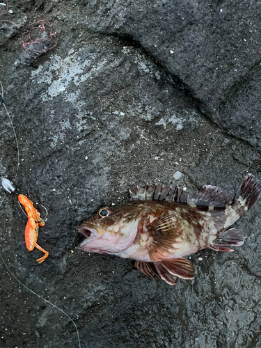 カサゴの釣果