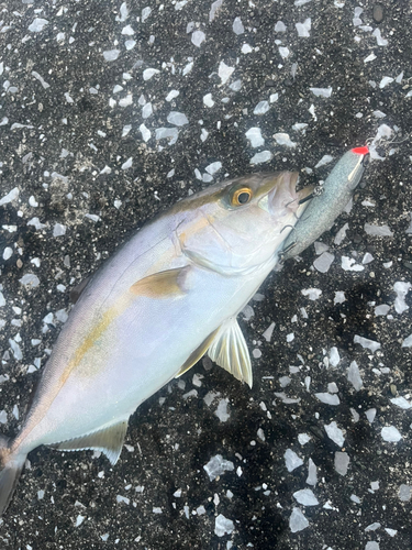 ショゴの釣果