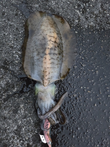 アオリイカの釣果