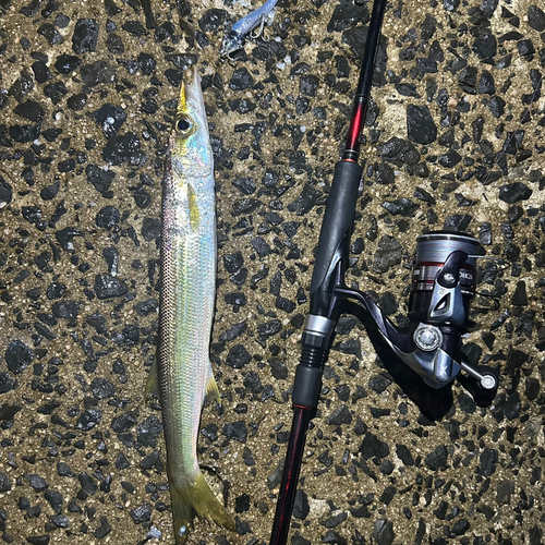 アカカマスの釣果