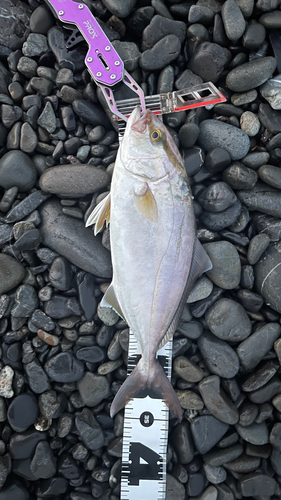 ショゴの釣果