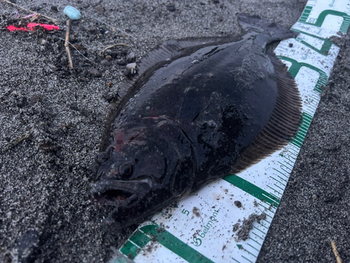 ヒラメの釣果