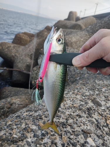 サバの釣果