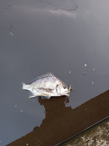 キビレの釣果