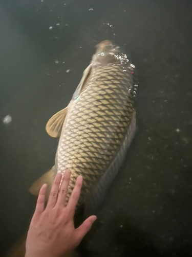 コイの釣果