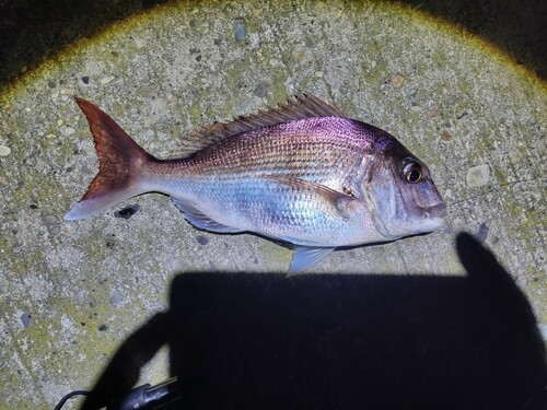 マダイの釣果