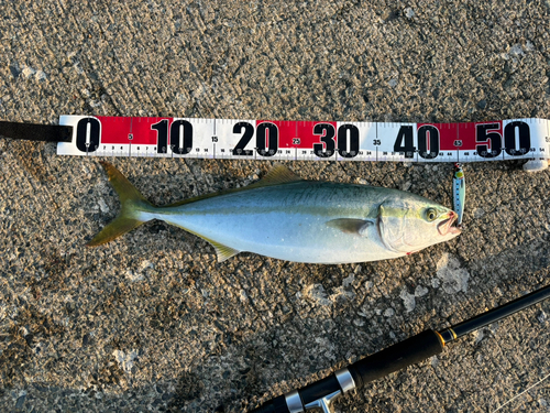 イナダの釣果