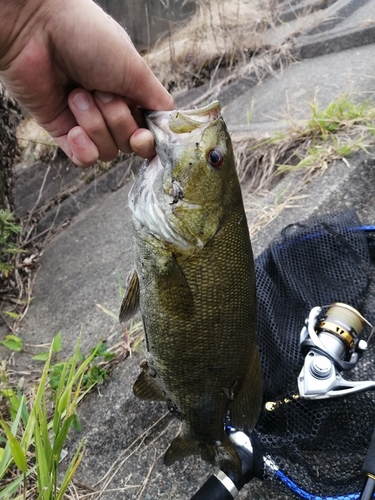 スモールマウスバスの釣果