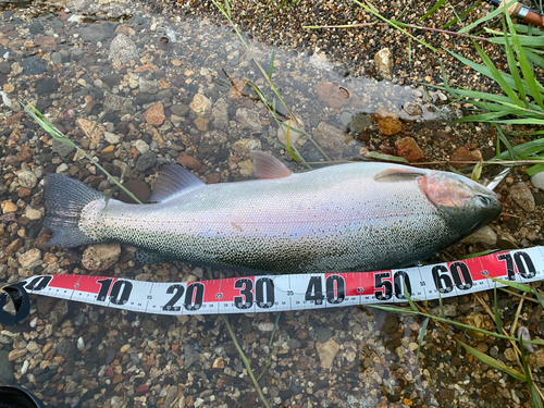 ニジマスの釣果