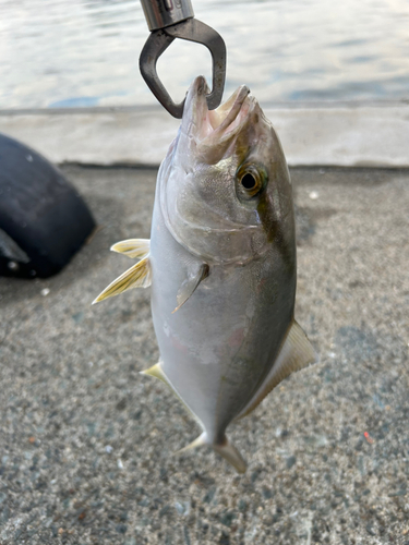 ショゴの釣果