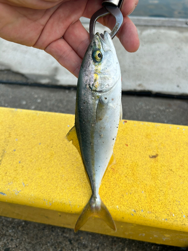 ワカシの釣果