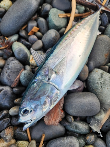 ソウダガツオの釣果