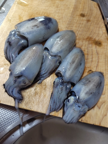 シリヤケイカの釣果