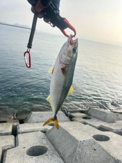 ツバスの釣果