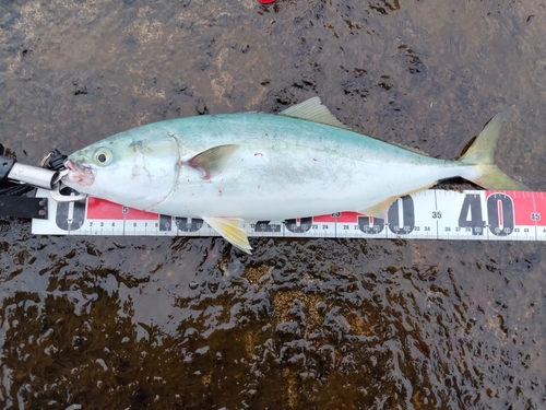 イナダの釣果