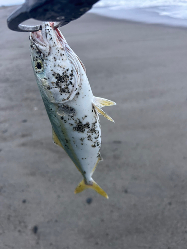 ワカシの釣果