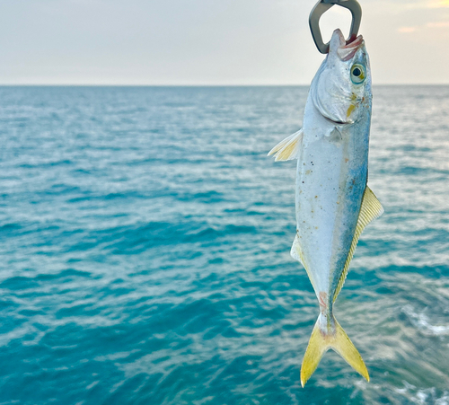 ワカナゴの釣果