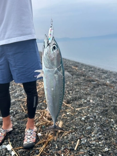 ソウダガツオの釣果