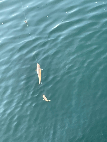 キスの釣果