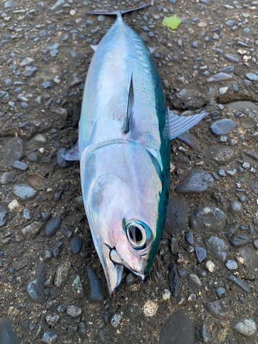 ソウダガツオの釣果