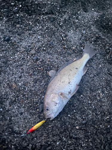 ニベの釣果