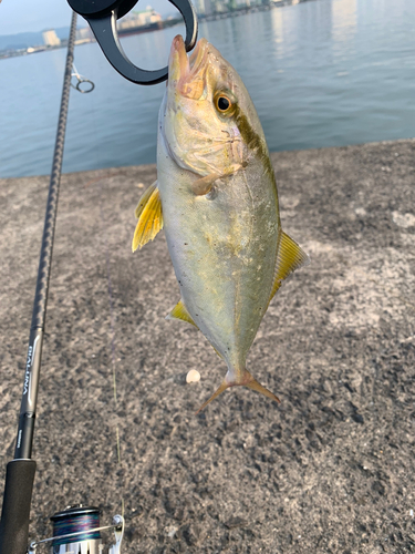 ネリゴの釣果