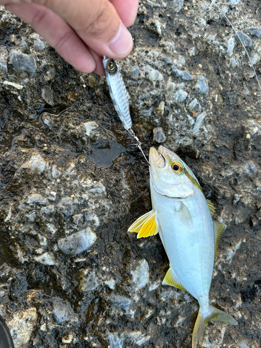 ショゴの釣果