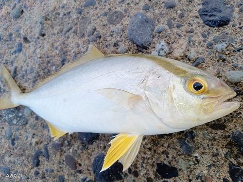 ショゴの釣果