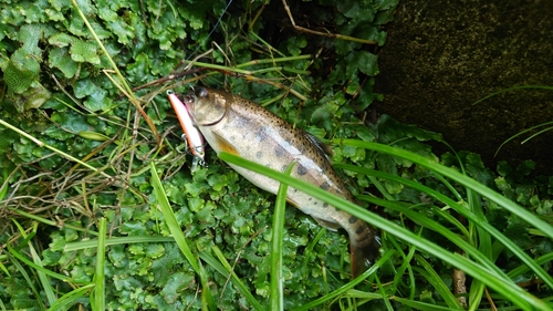 ヤマメの釣果