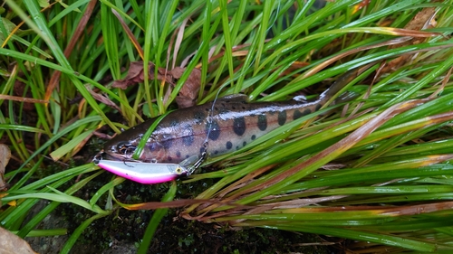 ヤマメの釣果