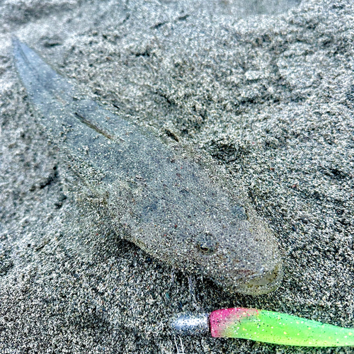 マゴチの釣果