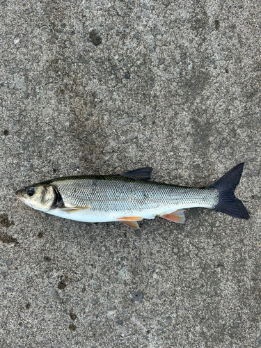 ウグイの釣果