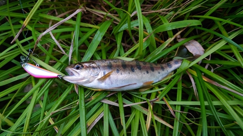 ヤマメの釣果