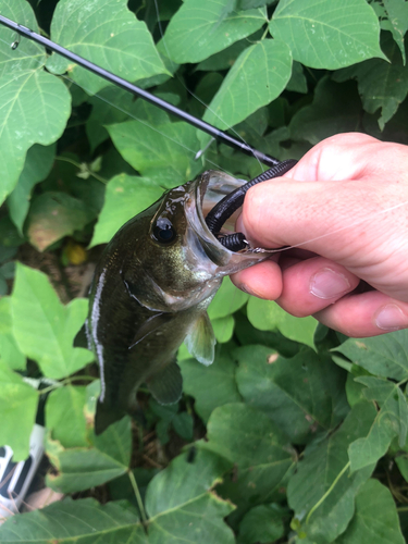 ブラックバスの釣果