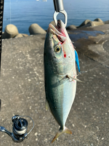 イナダの釣果