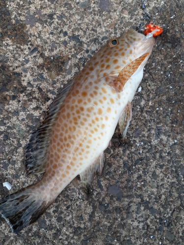 オオモンハタの釣果