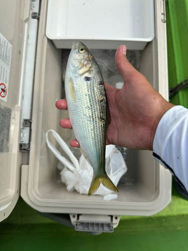 コノシロの釣果