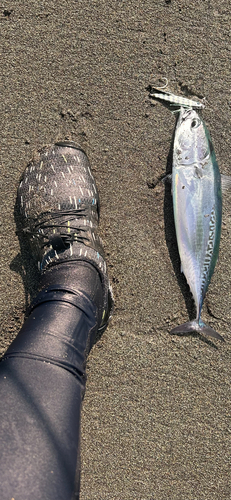 ソウダガツオの釣果