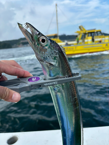 タチウオの釣果