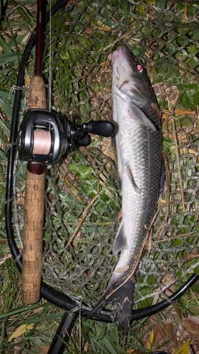 ニゴイの釣果