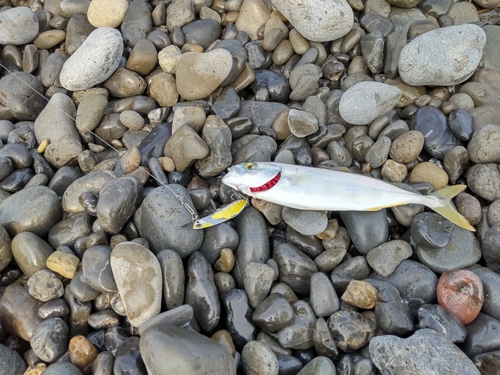 ワカシの釣果