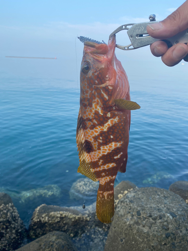 アコウの釣果