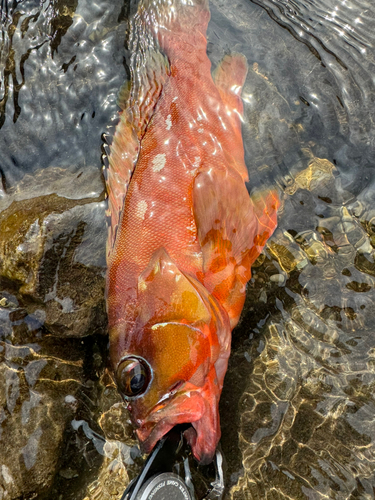 アカハタの釣果